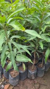 Bibit Buah Mangga Irwin Terlaris