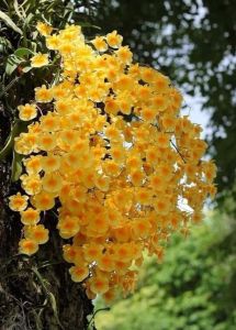 กล้วยไม้เอื้องผึ้ง ไม้กอ ขนาด 13-17 ลำต้น เกาะไม้ยาว 6 นิ้ว ใกล้ออกดอกแล้ว กล้วยไม้เอื้องผึ้ง แบบ 1 ไม้และ 2 ไม้/ขุนเขาการ์เด้น