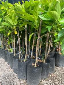 ต้นชมพู่ ทับทิมจันทร์ 150฿