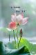 Beauty-228
