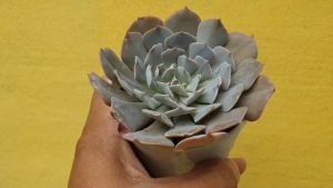 ต้นไม้อวบน้ำ กุหลาบหิน อิชิเวเรีย ชาเวียนา กระถางใหญ่ Echeveria Shaviana #succulent #Echeveria #อิชิเวเรีย