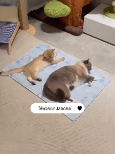 ที่นอนเย็นสำหรับสัตว์เลี้ยง แผ่นเจลเย็นสุนัข และทำความสะอาดง่าย กันน้ำ และกันความชื้น แผ่นเจลเย็นแมวสุนัข แผ่นเจลเย็นแมว แผ่นเย็นหมา เบาะสุนัข เบาะแมว