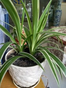 2 CHẬU C5 CÂY NGÃI NÀNG RÙ CÂY RÙ KHÁCH  CÂY MỜI KHÁCH CÂY GỌI KHÁCH  TO NHƯ HÌNH TẶNG  KÈM PHÂN BÓN CÂY GIAO HÌNH CUỐI