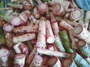 Red ALINGATONG HERBAL Roots (Fresh Roots)