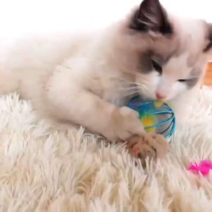 Cat Toy Mouse Chasing Toy Plush Mouse in Cage Pet Interactive Toy Supplies