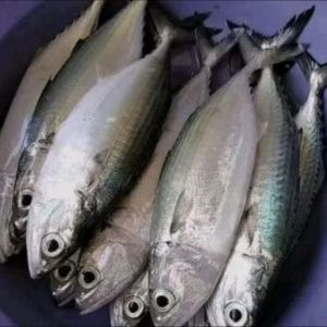 ikan asin kembung kering fress n segar size jumbo campur langsung dapat dari laut. bahan alami harga mulai dari kemasan 1kg benar2 kering ya bukan basah