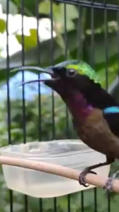 "NEKTAR SUPER MERAH 150ML" SUPLEMENNUTRISI LENGKAPMENINGKATKAN STAMINA BURUNG