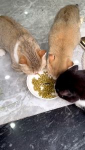 hạt rau củ ăn kèm thức ăn hạt và pate CADOS dành cho chó mèo - T3 PETS SHOP