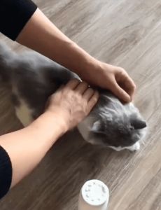 EZPET Syampu Kering Haiwan 260g Serbuk Madian Sabun Kucing Anjing Tanpa Air Mandian Kucing Anjing Pet Dry Cleaning Shampoo Cat Dog Bathing Washing No Rinse Waterless Shampoo Dry Wash Pet Shampoo Cat Shampoo Dog Shampoo Dry Shampoo Powder 宠物干洗粉 宠物免洗