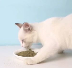50ml Catnip Treat for Cats Cat Treat Catnip Cat Mint