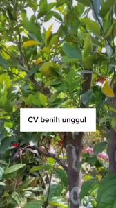 Bibit Jeruk Santang madu sudah Berbuah Besar