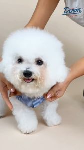 เสื้อเชิ้ตเดนิมปกหนัง Denim Collection ลายทาง (เฉพาะเสื้อ) เสื้อเชิ้ตสัตว์เลี้ยง | CLAWSET.BKK