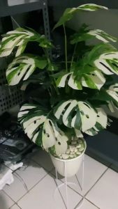 DAUN MONSTERA ARTIFISIAL CORAK PUTIH VAS STANDING MONSTERA PLASTIK DAUN MONSTERA HIAS DEKORASI VAS BUNGA MURAH BAYAR DI TEMPAT
