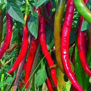 พริกยาวที่สุดในโลก Joes Long เมล็ดพันธุ์พริก Joes Long 300 เมล็ด งอกง่าย ผลยาว12-15นิ้ว