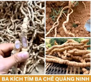 1 Kg ba kích tím tươi loại 1 Quảng Ninh- Đã tách bỏ lõi