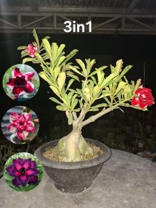 Super Jumbo Grafted Adenium