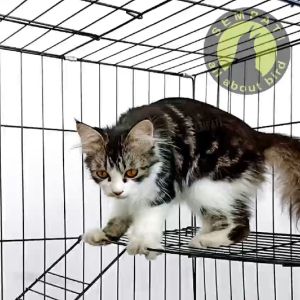 SEMPATI Sangkar Kucing Standar Size Jumbo XL Ekonomis Sangkar Kandang Burung Kucing Anjing Kelinci Hamster Marmut Landak Free Tatakan Plus Tangkringan