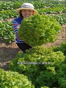 Loose Leaf LETTUCE Seeds (1000seeds)