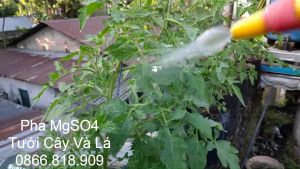 1 Kg Magie Sunphat MgSO4 - Magie Sulfat 99% - Magnesium Sulfate Trồng Cây Cho Xanh Lá Tốt Trái