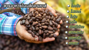 Gift Set Cacao Nibs คาเคานิบส์ 100% แพ็ค 3