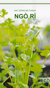 [EcoSeeds] Combo 2 Gói Hạt Giống Ngò Rí (Rau Mùi Mùi Ta) - Giống Cây Tía Sinh Trưởng Tốt - Gói 20g