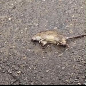 [Paket 25 Pak] Racun Tikus PETROKUM Umpan Pembasmi Basmi Tuntas Manjur Obat Anti Curut Asli Original Ori Asli