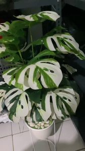 POHON MONSTERA JUMBO ARTIFICIAL DAUN MONSTERA PLASTIK POT MONSTERA JUMBO CORAK PUTIH DEKORASI TANAMAN PLASTIK