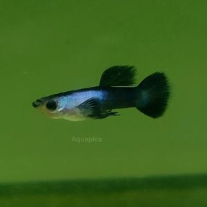 Mini Blue Panda Guppy - for aquarium & pond
