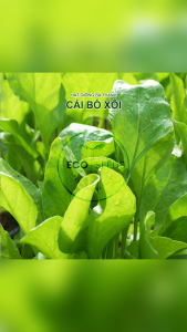 [EcoSeeds] Combo 2 Gói Hạt Giống Cải Bó Xôi Rau Bina Phú Nông - Giống Chọn Lọc - Gói 20g