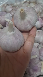 1KG TỎI NINH THUẬN TÉP TO – TINH TÚY TỪ VÙNG ĐẤT NẮNG