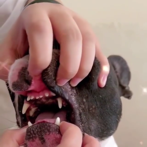 Pet Dental Mouthwash Oral Care For Dogs Cats Petsup Probiotic Fresh Breath Reduces Plaque Tartar