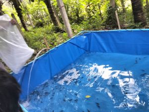 กระชังเลี้ยงปลา ฯ หนาพิเศษ 2×2×.5 m ✨ลดราคา ✨สำหรับ กุ้ง หอย ปู ปลาดุก ปลาหมอ แหน✨ใช้งานสะดวกอายุงานนานกว่า 2 ปี✨ไม่ใช่ผ้ากระสอบ ไม่ต้องเคลือบ✨ พลาสติกฉีดขึ้นรูปชิ้นเดียวน้ำไม่ซึม💯🥇อ่างเลี้ยงปลา กระชังใส่ปลา ผ้าใบและอุปกรณ์ 🥇