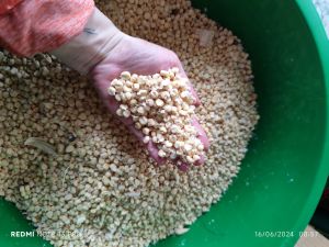 Giống bắp nếp địa phương ngon ngọt