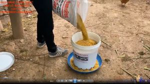 Máng ăn tự động cho GàNganVịt hiệu quả nhất