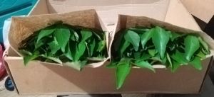 fresh curry leaves freshly pick same day drop off