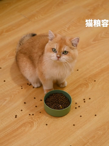 Winky Wink🐱ชามอาหารแมวกันมดขึ้น ชามอาหารแมวสมาร์ท อาหารอัตโนมัติเปิดฝาเซ็นเซอร์ กันมดขึ้นอาหารแมว พร้อมกับถ้วยแมวสแตนเลส 15°ป้องกันคอ