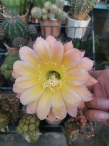 กระบองเพชร cactus ไม้นำเข้าจากยุโรป หน่อเด็ดสด สีใหม่ Echinopsis สีเหลืองตรงกลาง ขนาดหน่อ 2.5 - 3.2 ซม. ดอกมีขนาดใหญ่ สามารถสกราฟตอสามเหลี่ยม ดอกมาง่ายครับ น่าสะสม