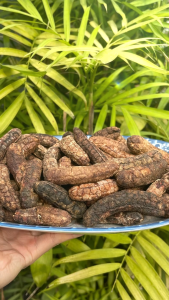 Combo chuối hột rừng 3kg cao cấp