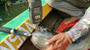 Umpan Gabus Toman Buzzbait Natural Kayu Sonokeling Alure