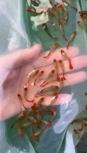 3pairs Red Koi Guppy/ Livefish/ 红头孔雀鱼