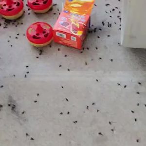 Fly Bait Insecticide Fruit Fly Trap Small Flying Insect Sticky Fly Paper Fruit Fly Household Restaurant Insecticide