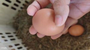 ไข่ไก่อารมณ์ดี เลี้ยงออแกนิก เบอร์ 3 (30ฟอง)สดๆจากฟาร์ม เก็บสดใหม่ทุกวัน รับประกันแตกทางร้านเคลมให้ทันที