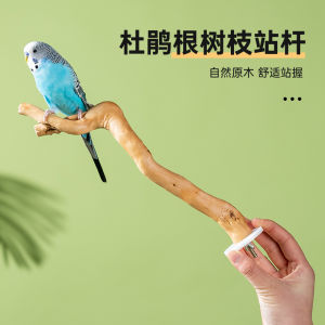 Parrot Stand Rod Azalea Root Branch Natural Log Stand Stick Bird Cage Accessories Perch Wood Branch Stand Stick Xuanfeng Bird Supplies