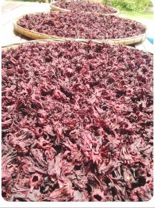 กระเจียบตากแห้งจากธรรมชาติกลิ่นหอมของกระเจี๊ยบแท้ไม่เหม็นหื่นเหมาะกับการต้นน้ำกระเจี๊ยบขายตามท้องตลาด😁