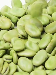 Fresh Green Broad Beans 5 Pounds