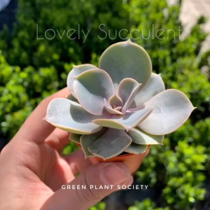 90s Greenovation Real Live Succulent Plant with Pot Random Pick Guarantee Lowest Price ( Random Pick 随机选多肉植物)