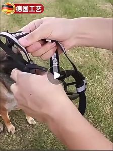 rọ mõm cao cấp dành cho chó - T3 PETS SHOP