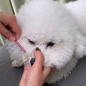 Lược chải lông gỡ rối lông Chó Mèo bằng thép không gỉ cao cấp cán nhọn (mẫu mới) - Love Pets Shop
