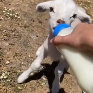 Botol Susu Kambing Biri-biri Haiwan Ternakan Ruminan / Nursing Feeding Milk Bottle with Silicon Nipple 250mL