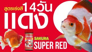 📌EXP 11/25❗ อาหารปลา SAKURA 🔴SUPER RED (เร่งแดง) และ 🟠GROWTH&JELLY (เร่งโต+เร่งวุ้น) และ ขนาด 100 กรัม